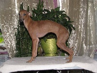 Étalon Petit Levrier Italien - Anastasia ch'ristmas fairy Pyarisarna