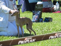 Étalon Petit Levrier Italien - CH. Ambition Pyarisarna