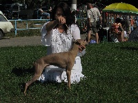 Étalon Petit Levrier Italien - CH. Tryffaldino Pyarisarna