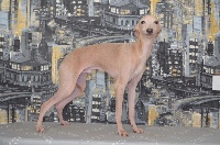 Étalon Petit Levrier Italien - CH. Latif Pyarisarna