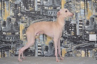 Étalon Petit Levrier Italien - Leonel royal prize Du Zéphyr De Bizance