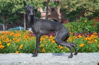 Étalon Petit Levrier Italien - CH. Ya tvoi kumir Pyarisarna