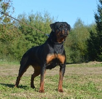 Étalon Rottweiler - Tina vom hause edelstein