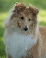 Étalon Shetland Sheepdog - Love long distance des Collines de Sagne