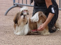 Étalon Shih Tzu - Magic diamond Du Domaine Du Shiloh