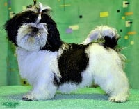 Étalon Shih Tzu - ragsol Mary