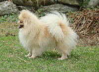 Étalon Spitz allemand - Royalsun ma pom de de la Vallée du Mouton
