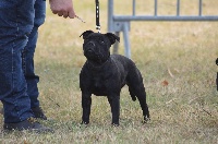 Étalon Staffordshire Bull Terrier - Skillstaff Noire desir