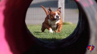 Étalon Staffordshire Bull Terrier - Jaï red Izarra Xakur