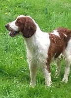 Étalon Welsh Springer Spaniel - Lutece d'Ann Cambris