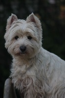 Étalon West Highland White Terrier - Fatal beauty (Sans Affixe)