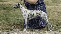 Étalon Whippet - Lovely-betty De L'Eden D'Isawan