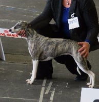 Étalon Whippet - Jorgia r von hoehenzolle