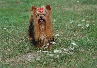 Étalon Yorkshire Terrier - Hot stuff dit stuffy du domaine de Syrinx