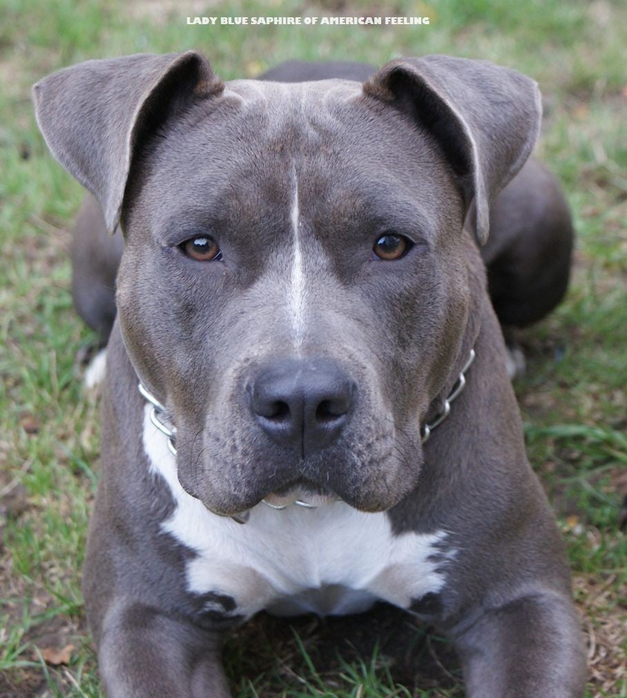 Publication : of American Feeling Auteur : july cardoso