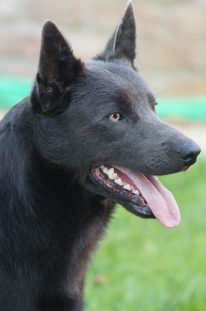 CH. Kelpie special max di casa hesselink