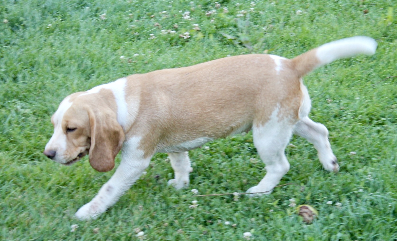 Publication : du Rallie Sainte Baume Auteur : s daddi