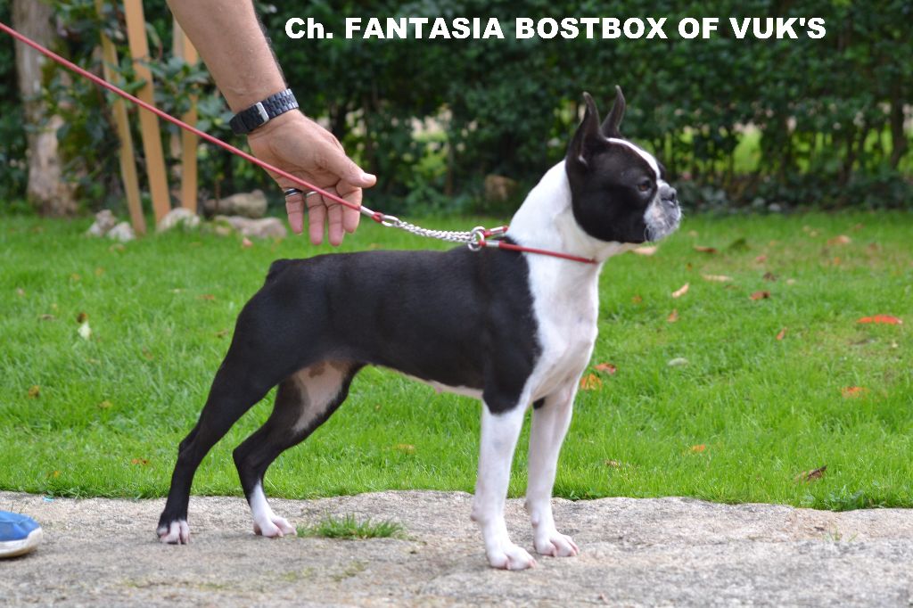 CH. Fantasia bostbox of vuk's