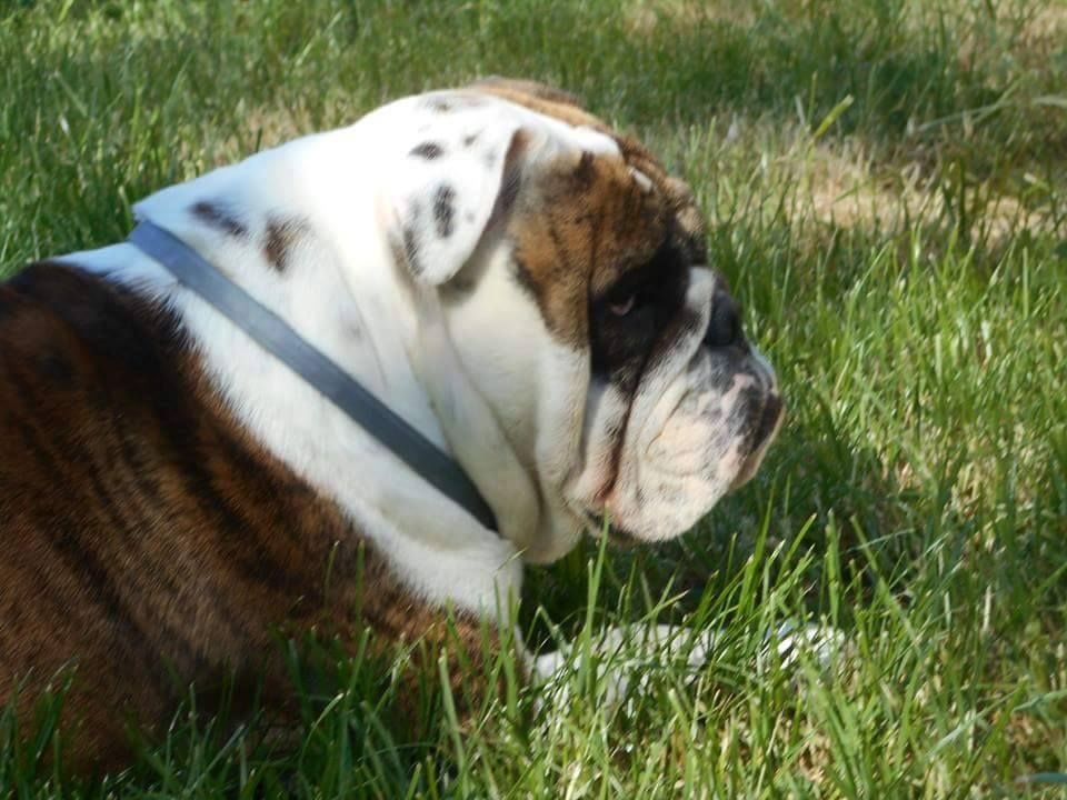 Publication : Des P'tits Niglos Auteur : des p'tits niglos