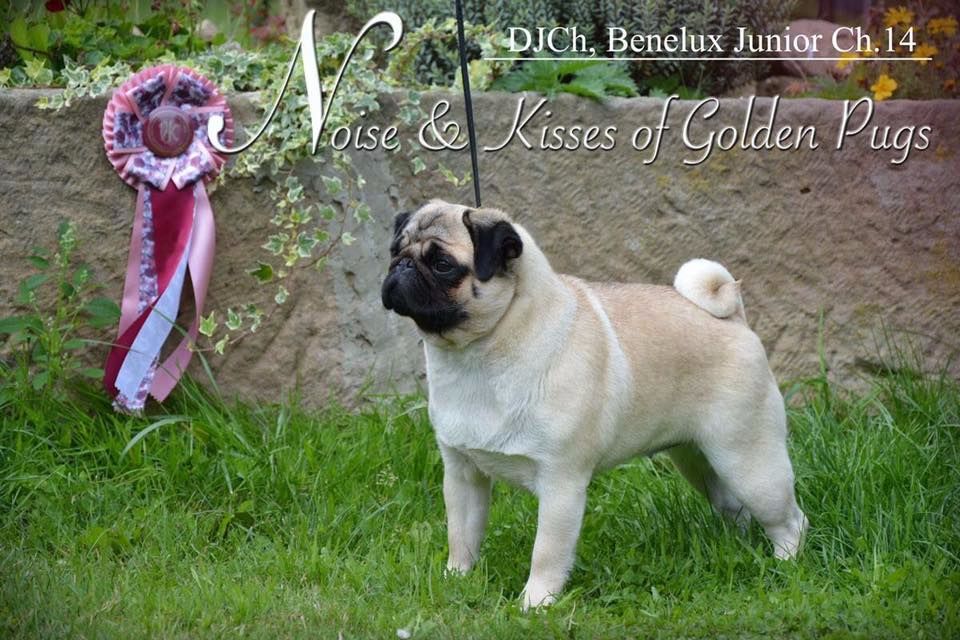 CH. Noise and kisses of golden pugs