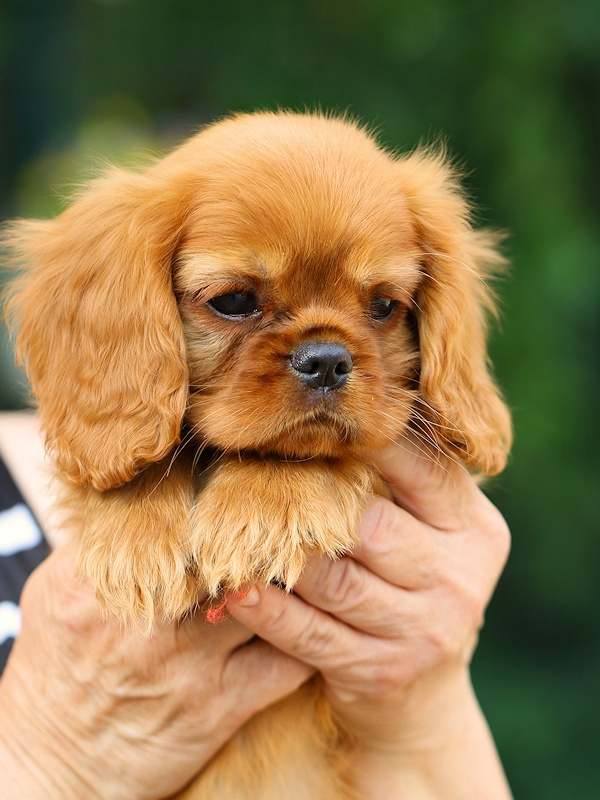 Publication : De La Feerie De Broceylande Auteur : tana shumann