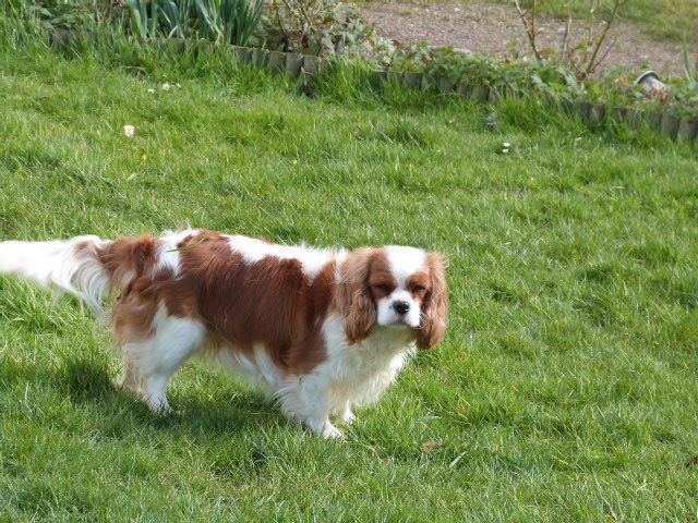 Joy for rose De La Maison D'herbouville