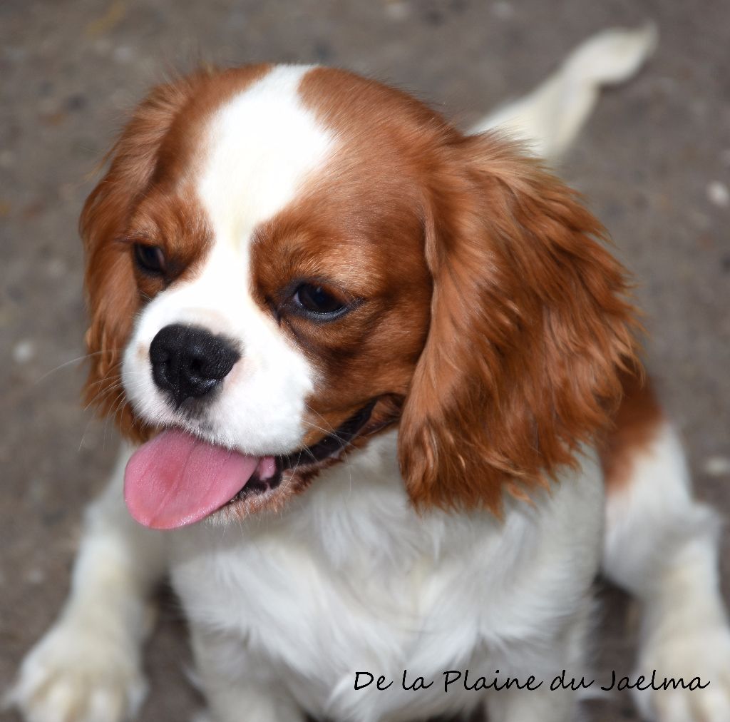 Publication : de la plaine du Jaelma