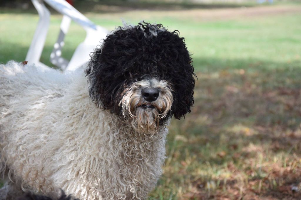 CH. Jaima abualita Vom Hause Kristo