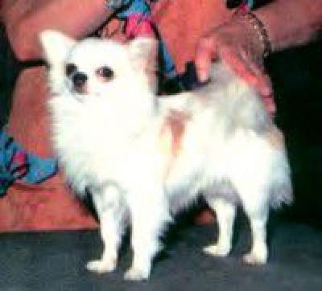 CH. troublesome trible Wilfra's