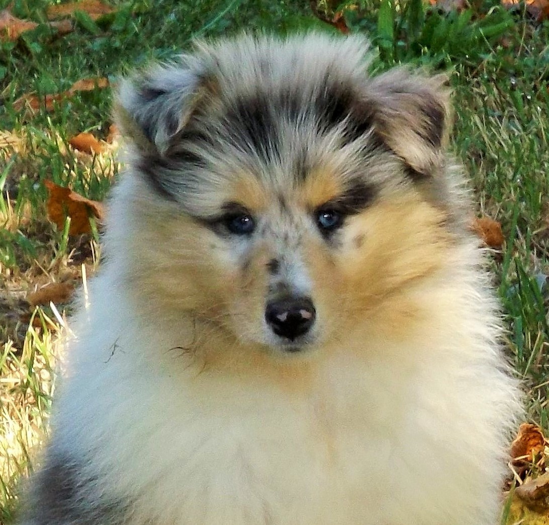 Publication : des menthes sauvages Auteur : Clara Grenier