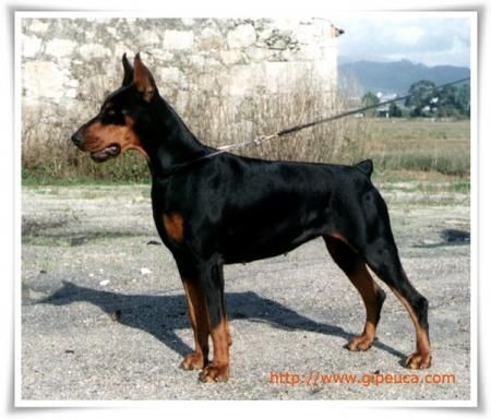 CH. Amy astra de godzila's