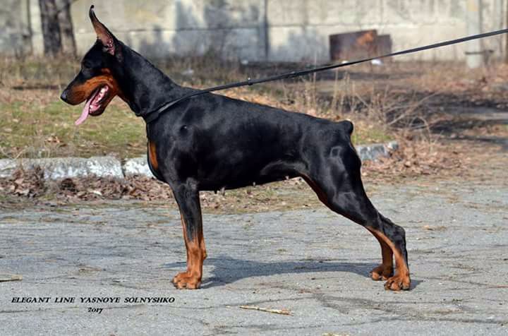 elegant line Yasnoye solnyshko