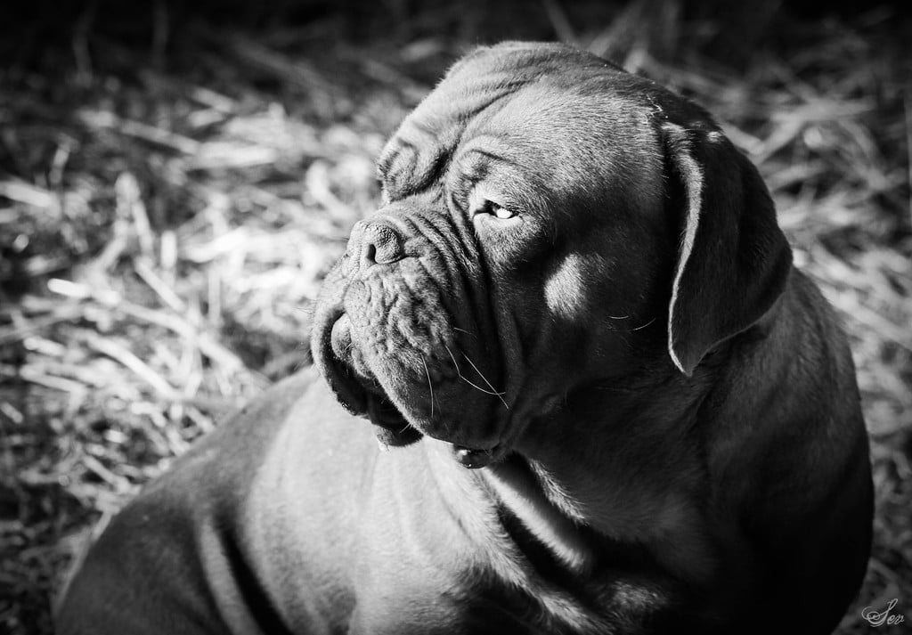 Publication : De la tour gelee Auteur : Séverine Colmé