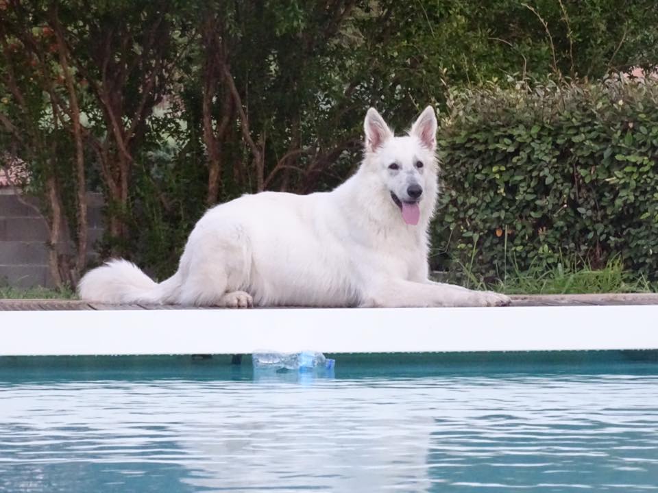 Publication : légend of the white shepherd Auteur : SANDRINE TSITSICHVILI