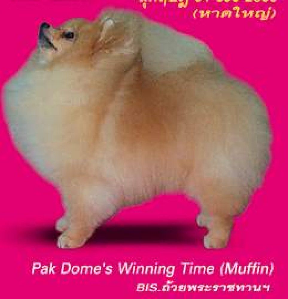 Pak dome's time pak dome's winning time