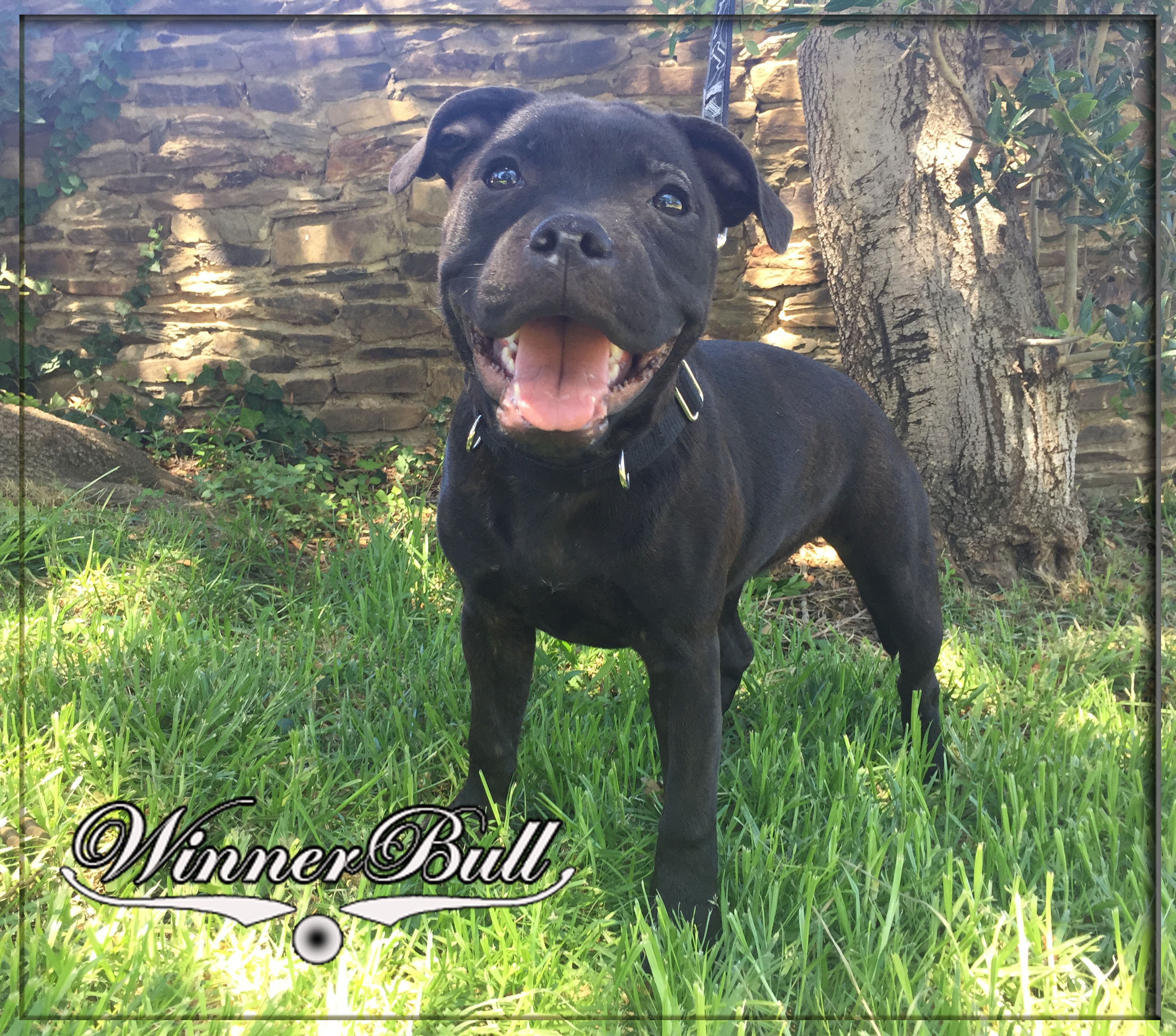 Publication : Winnerbull Auteur : Maria Nikolaeva