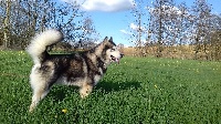 Étalon Alaskan Malamute - I' balto De L'aube Des Perseides