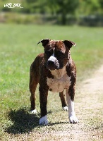 Étalon American Staffordshire Terrier - CH. Jetsan cans juansa