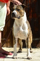 Étalon American Staffordshire Terrier - confital North platte dit cooper