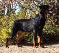 Étalon Berger de Beauce - CH. Leon Des Gardiens De Rome
