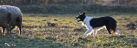 Étalon Border Collie - Elfy Titre Initial