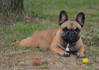 Étalon Bouledogue français - Lidjie des dobs d'arnoline