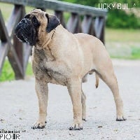 CH. Dolce perro i'm the legend of luckybull
