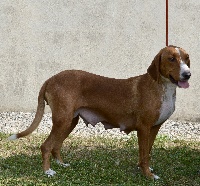 Étalon Chien courant de la vallee de la Save - Liva de la tour margot