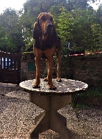 Étalon Chien de Saint-Hubert - Léon de la vallée de l'oeil