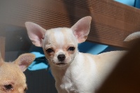 Étalon Chihuahua - Noce bella Du Clos Shooting Star