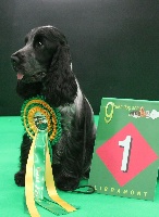 Étalon Cocker Spaniel Anglais - Peps'y Du Pré Aux Etocs