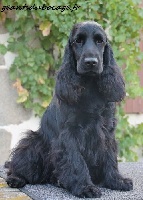 Étalon Cocker Spaniel Anglais - Magie noire des geants du bocage