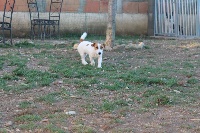 Étalon Jack Russell Terrier - Lidzy princess (Sans Affixe)