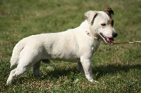 Étalon Jack Russell Terrier - Lester Du Domaine Brunemont
